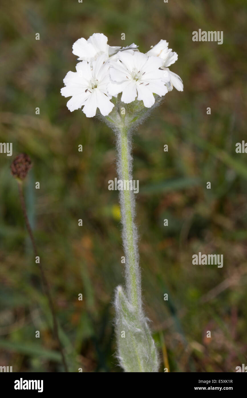 white-form of Flower-of-Jove (Silene flos-jovis) Stock Photo