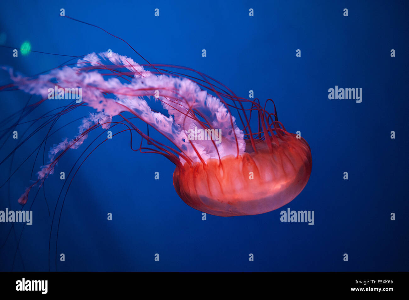 Sea nettle Chrysaora fuscescens, Celenterata, jellyfish Stock Photo