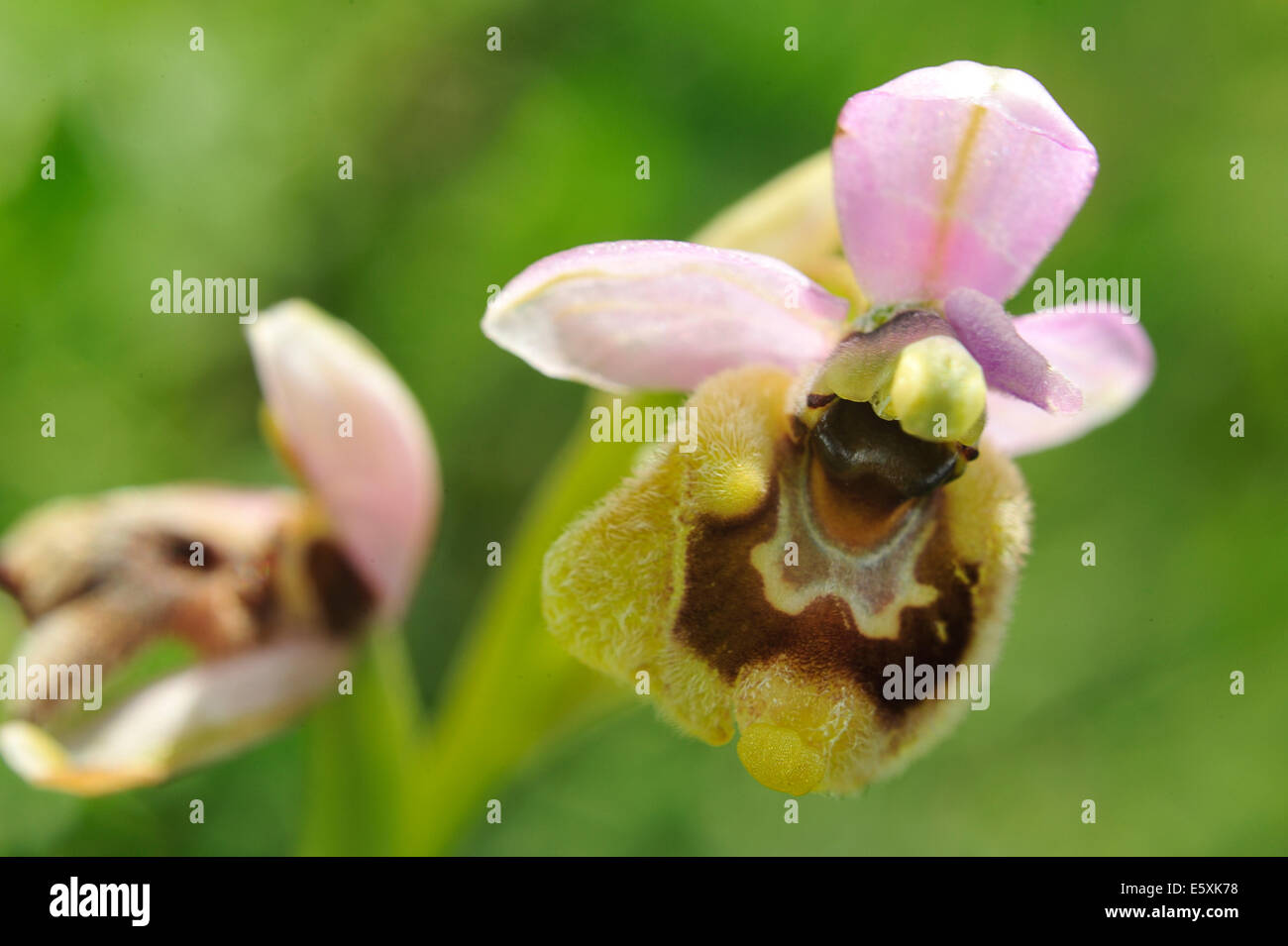 Wild Orchid Ophrys tenthredinifera, Orchideaceae, Gargano National Park, Puglia, Italy, Europe Stock Photo