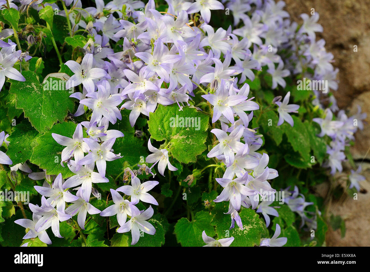 Endemic Adriatic Bellflower Campanula garganica, Campanulaceae, Gargano National Park, Puglia, Italy, Europe Stock Photo