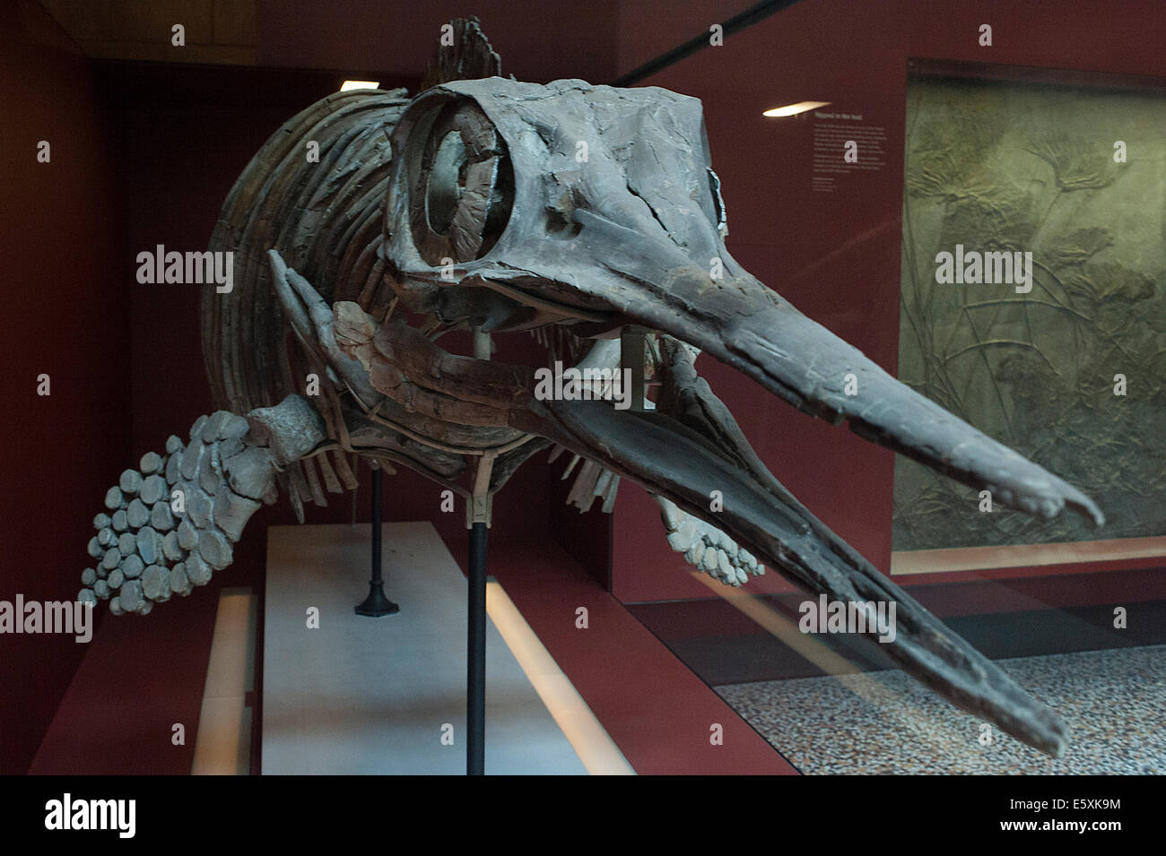 Exinct marine reptile Ophthalmosaurus icenius, Middle Jurassic, Callovian, Oxford Clay, England, Peterborough Stock Photo