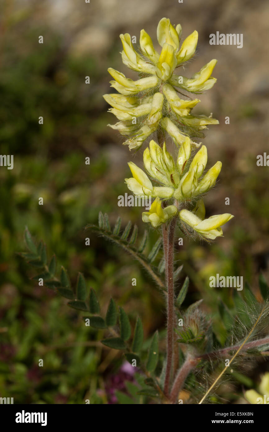 Oxytropis campestris  flower Stock Photo
