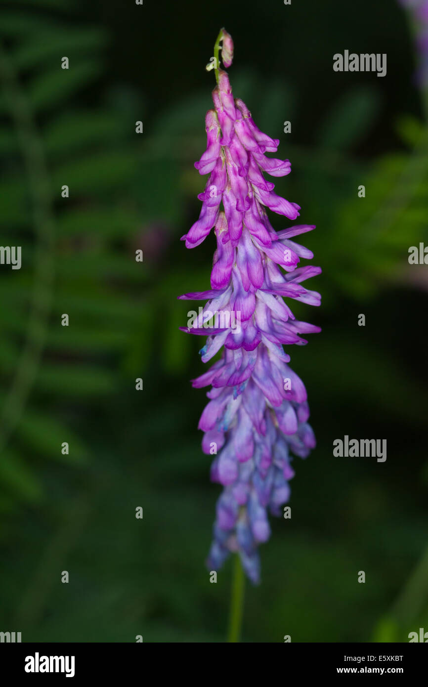 Tufted Vetch (Vicia cracca) flower Stock Photo