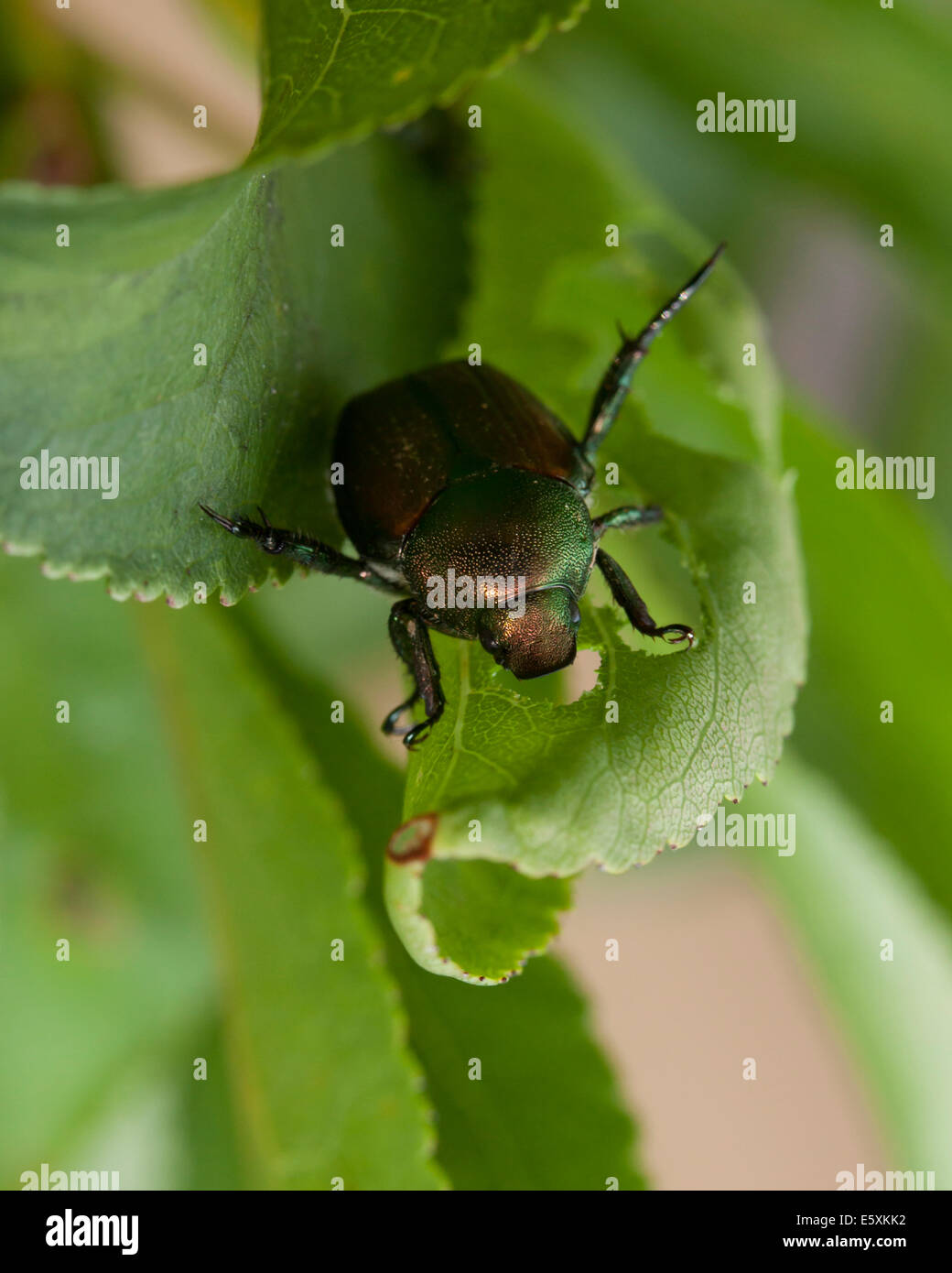 japanese-beetle-popillia-japonica-virginia-usa-stock-photo-alamy