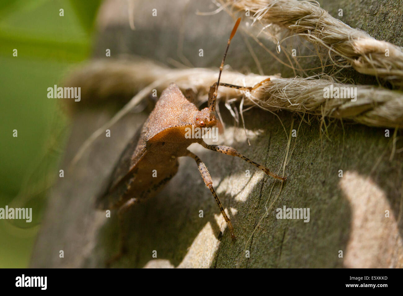 Squash bug (Anasa tristis) USA Stock Photo Alamy
