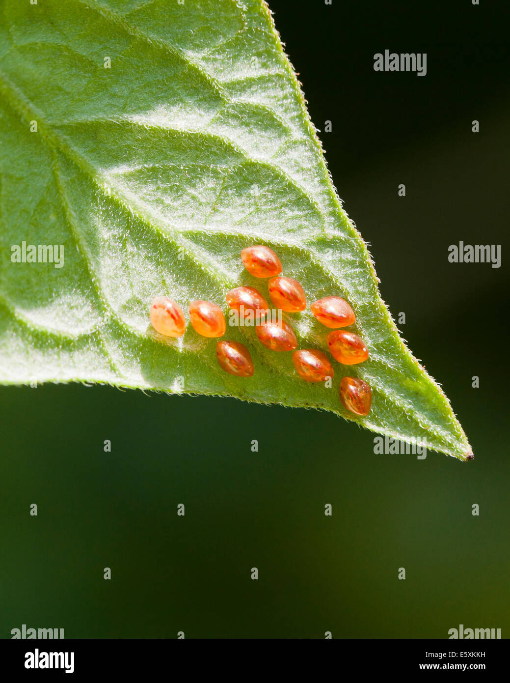 Squash bug eggs (Anasa tristis) on vegetable leaf USA Stock Photo Alamy