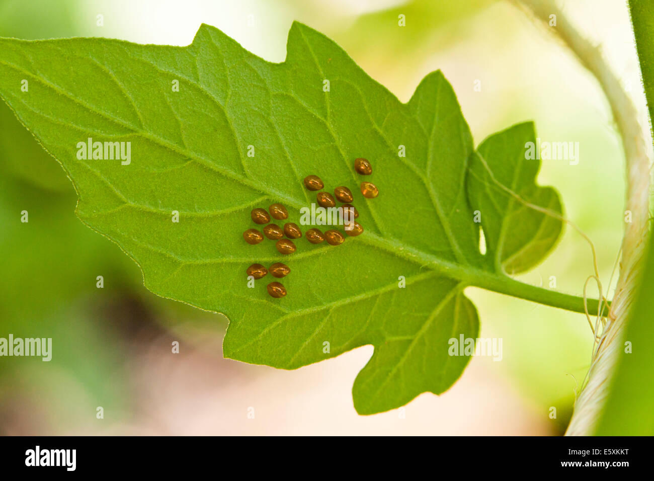 Squash bug eggs (Anasa tristis) on vegetable leaf USA Stock Photo Alamy