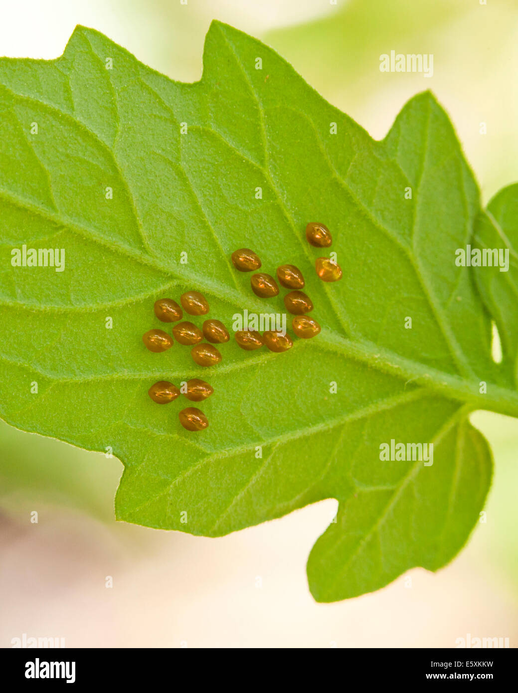 Squash bug eggs (Anasa tristis) on vegetable leaf USA Stock Photo Alamy