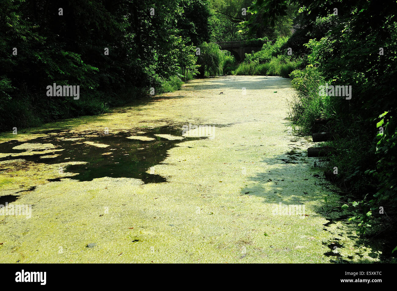 Algae bloom in river channel Stock Photo Alamy