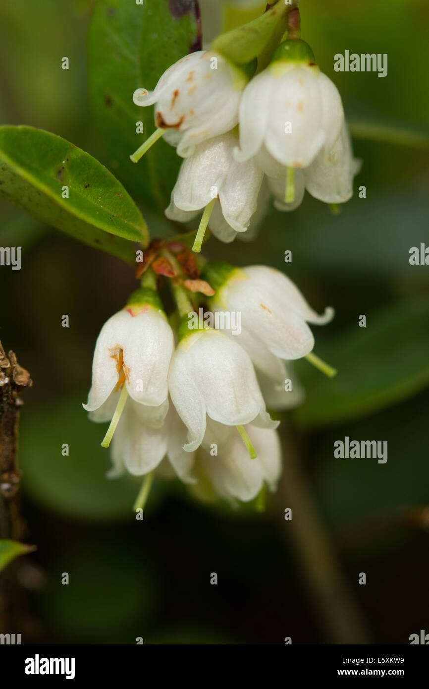 Cowberry (Vaccinium vitis-idaea) flower Stock Photo
