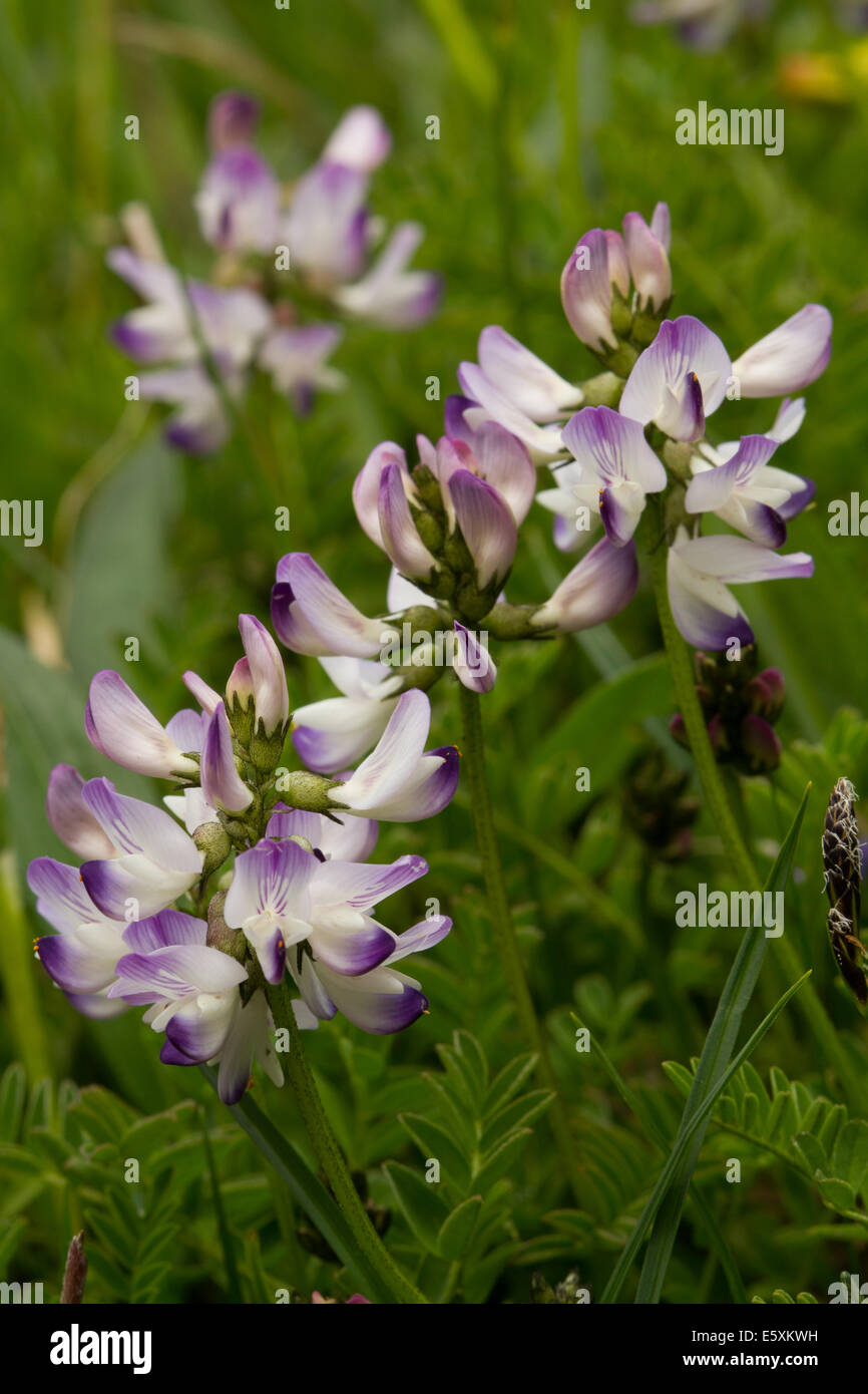 Alpine Vetch (Astragalus alpinus) Stock Photo