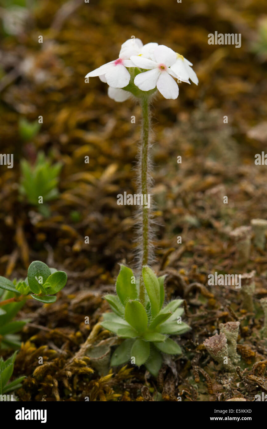 Ciliate Rock-jasmine (Androsace chamaejasme) Stock Photo