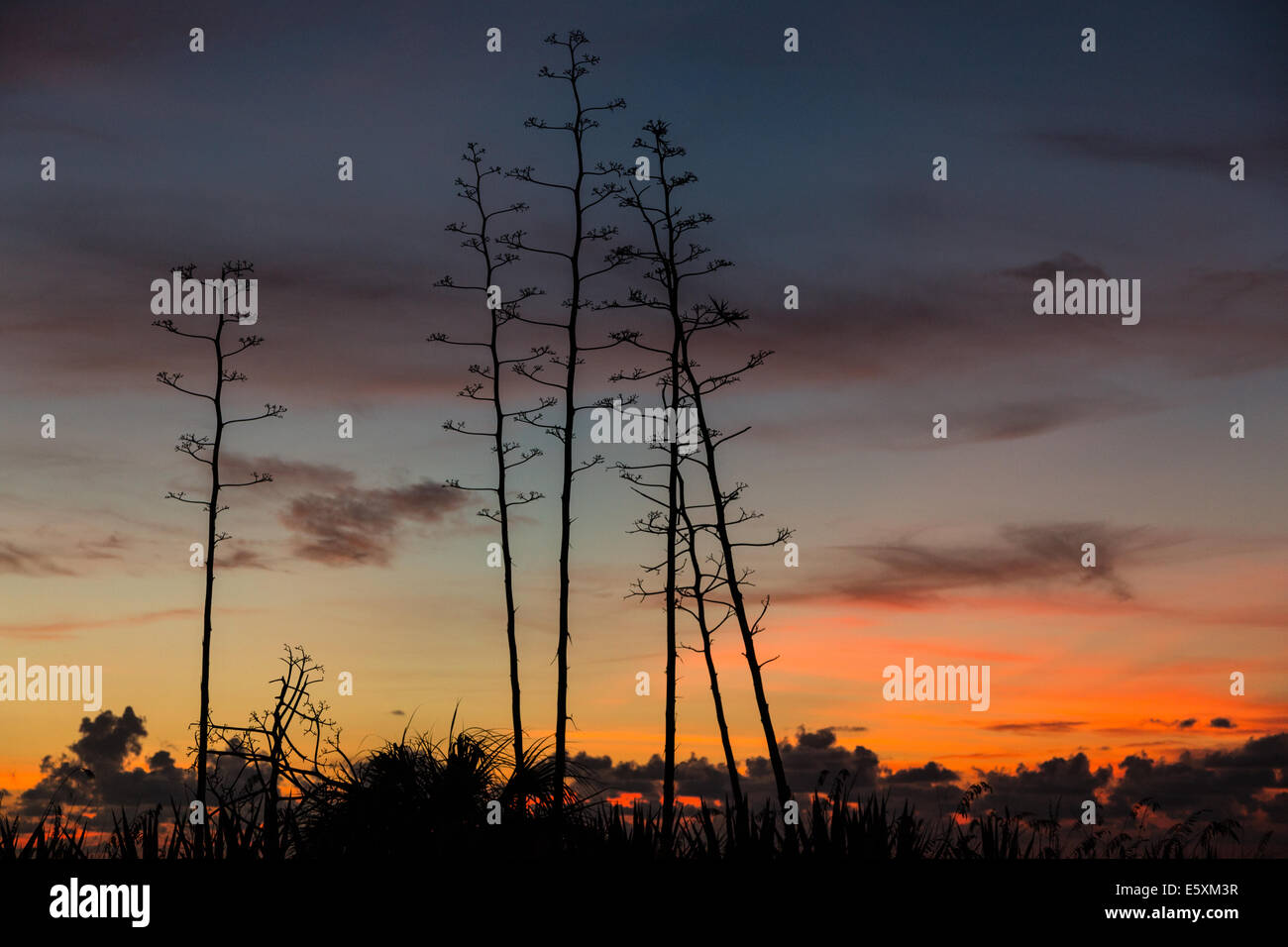 Tree silhouettes Stock Photo