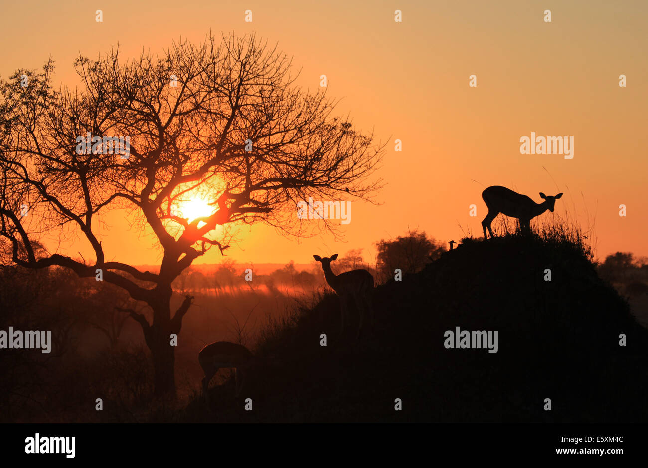 African lion silhouette hi-res stock photography and images - Alamy