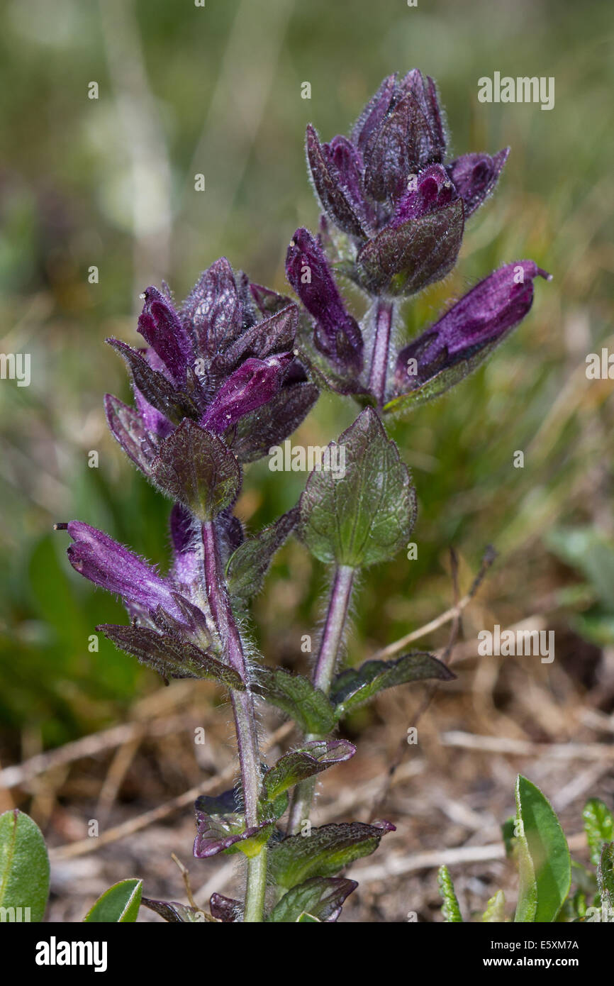 Alpine Bartsia (Bartsia alpina) Stock Photo
