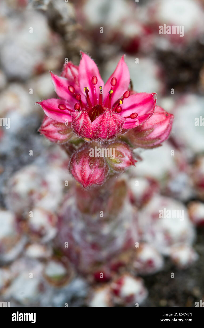 Cobweb Houseleek (Sempervivum arachnoideum) flower Stock Photo
