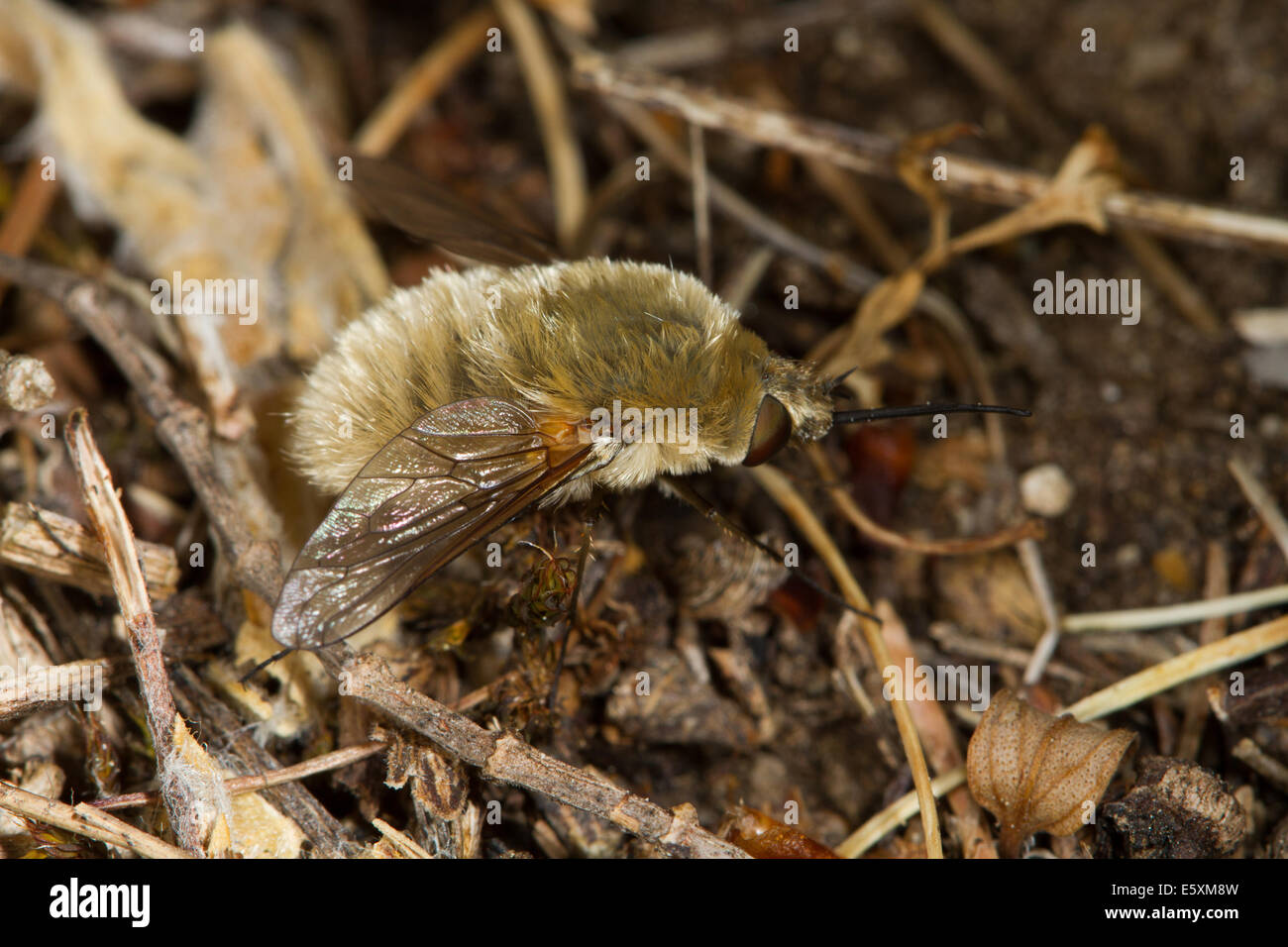 Beefly (Bombylius sp.) Stock Photo