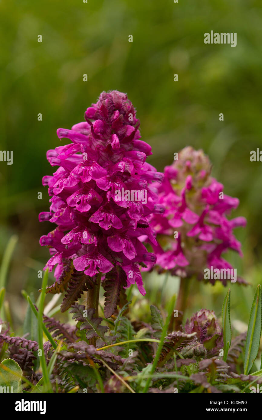 Verticillate Lousewort (Pedicularis verticillata) flowers Stock Photo