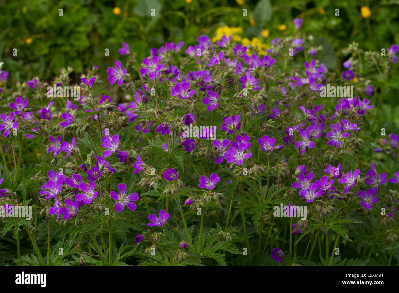 Wood Cranesbill (Geranium sylvaticum) flowers Stock Photo