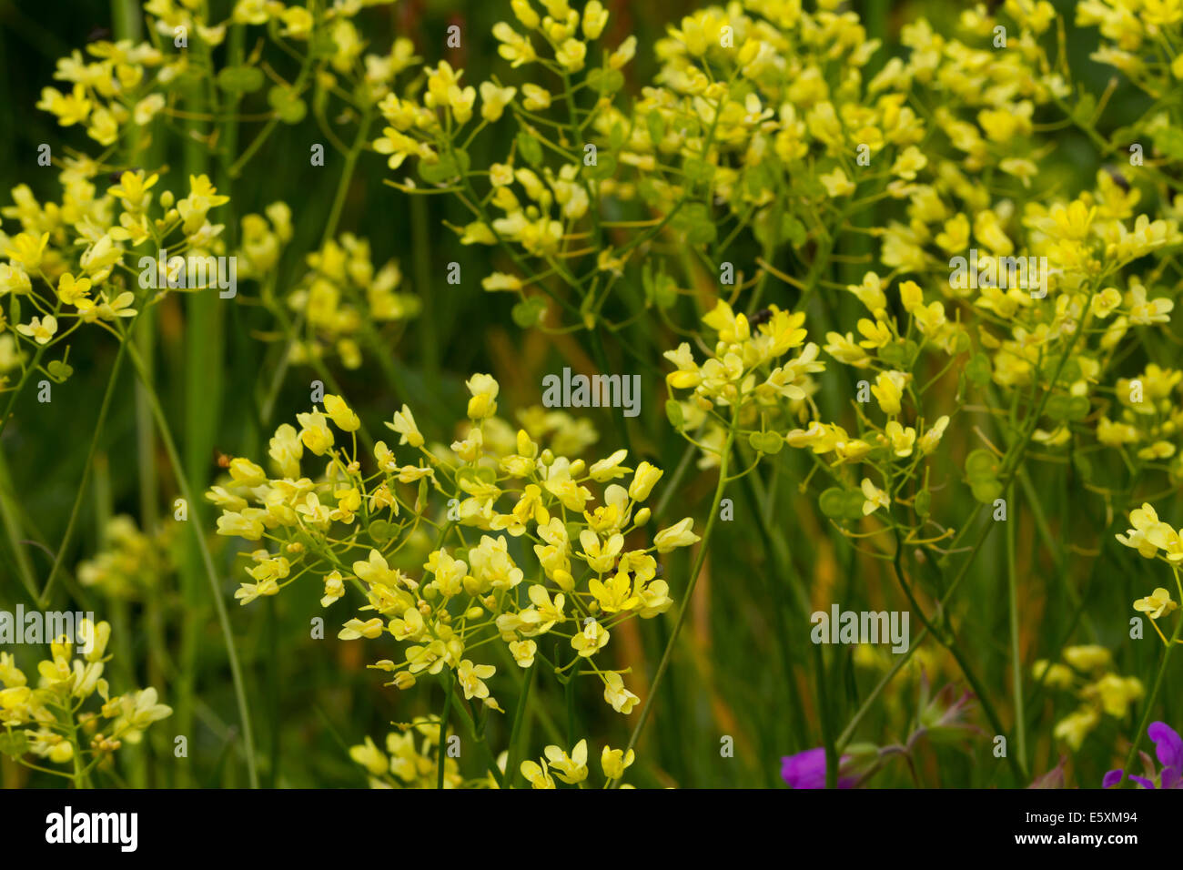 Buckler Mustard (Biscutella laevigata) flowers Stock Photo