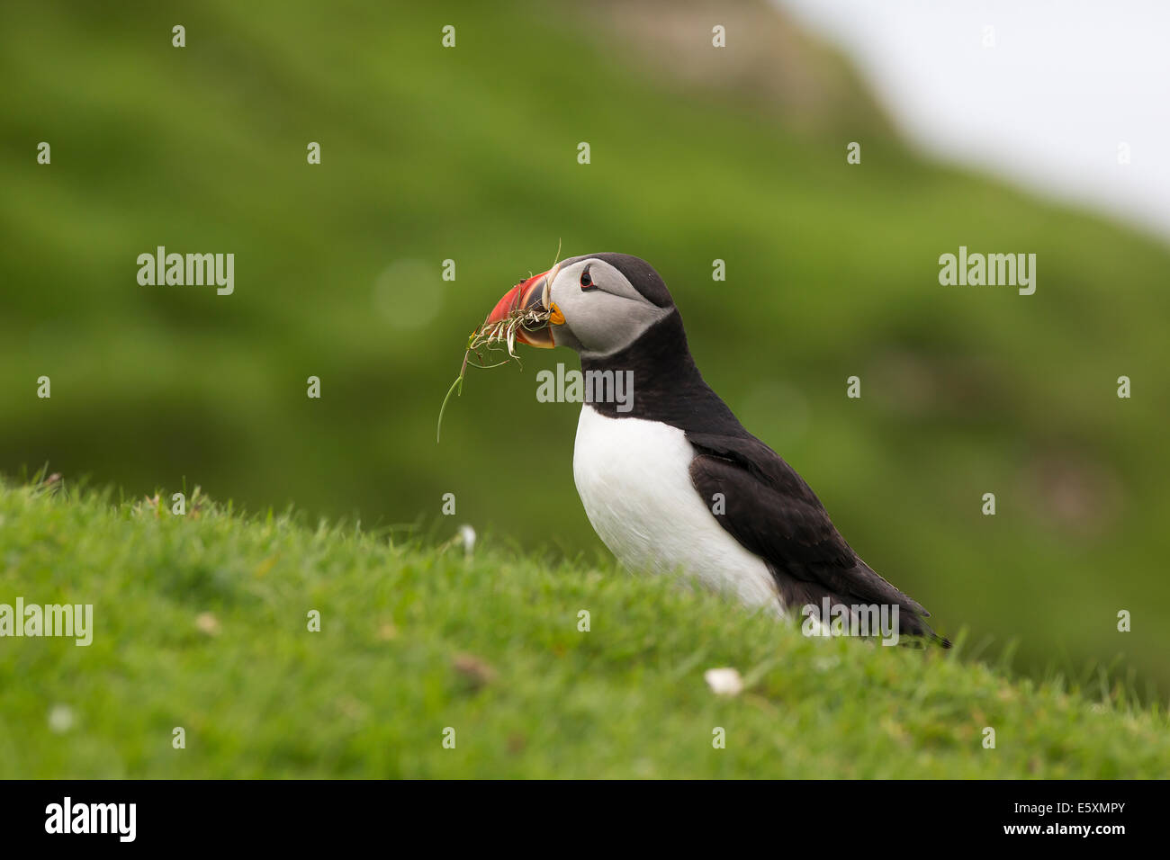Puffin, Fratercula collecting nesting materials Stock Photo