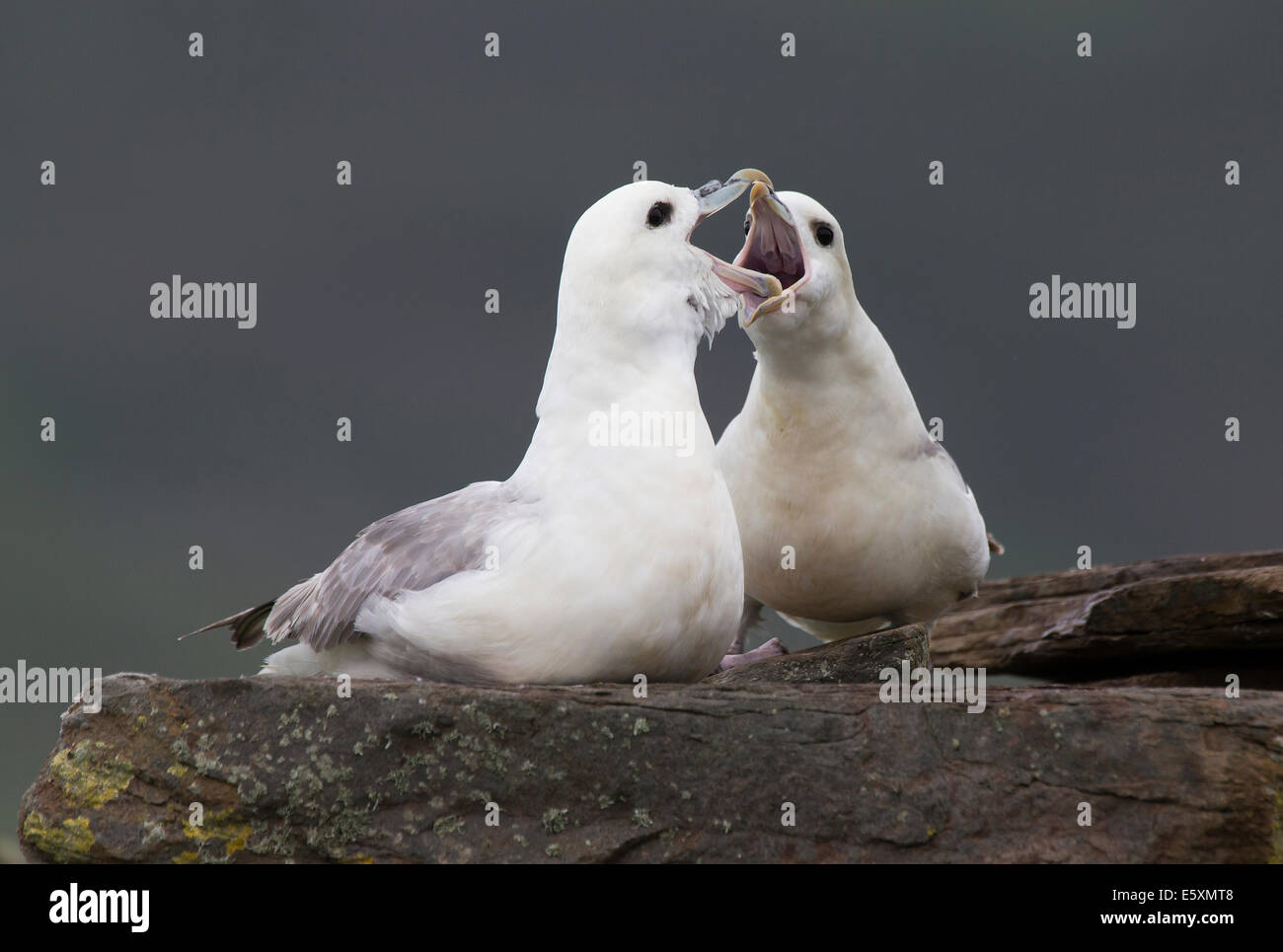 Fulmer, Fulmarus glacialis pair greeting Stock Photo