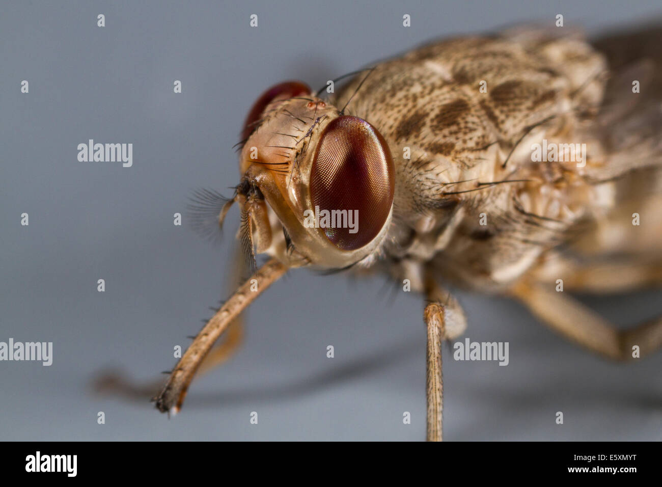 Savannah Tsetse fly (Glossina morsitans) about 15 minutes post-eclosion with almost fully receded ptilinum Stock Photo