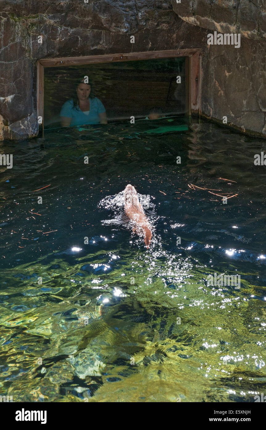 Oregon, Bend, High Desert Museum, northern river otter (Lontra canadensis) exhibit Stock Photo