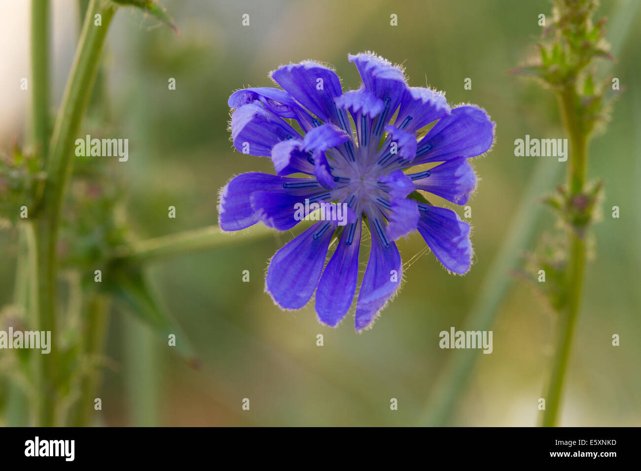 Hairless Blue Sow-thistle (Cicerbita plumieri) flower Stock Photo