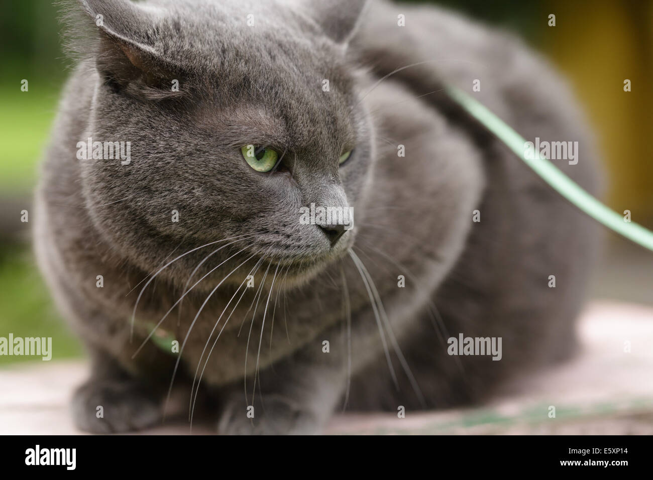 angry cat defending his territory, british shorthair Stock Photo - Alamy