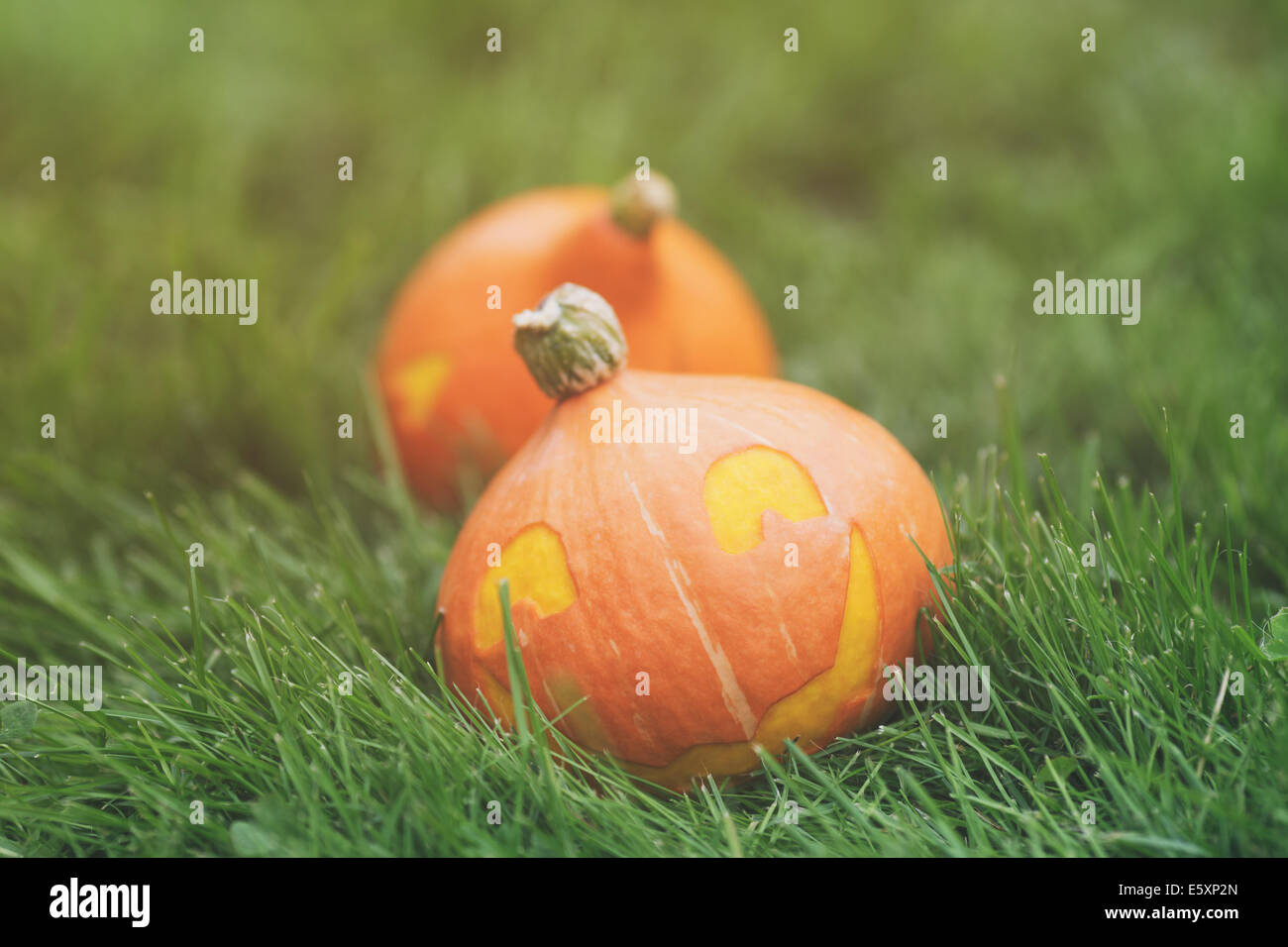 funny halloween pumpkins on grass, outdoor photo Stock Photo - Alamy