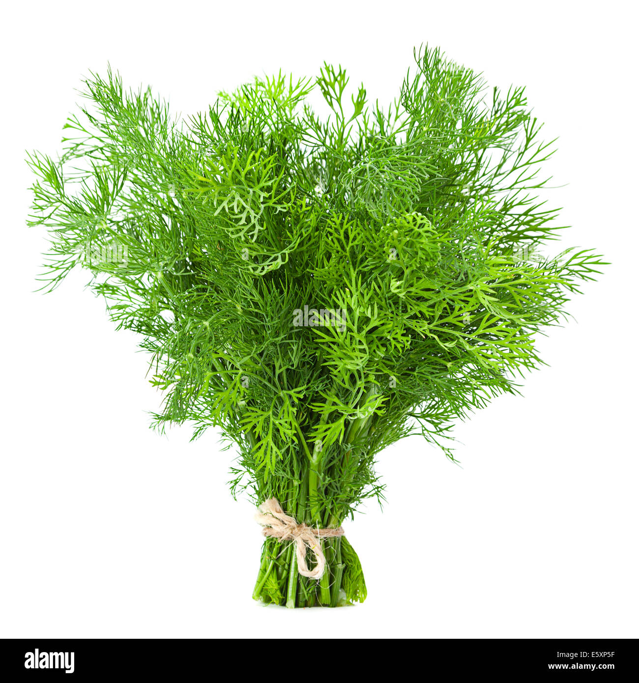 Dill herb closeup isolated on white background Stock Photo
