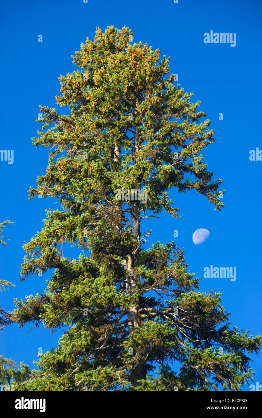 Douglas fir with moon, Deschutes National Forest, Oregon Stock Photo