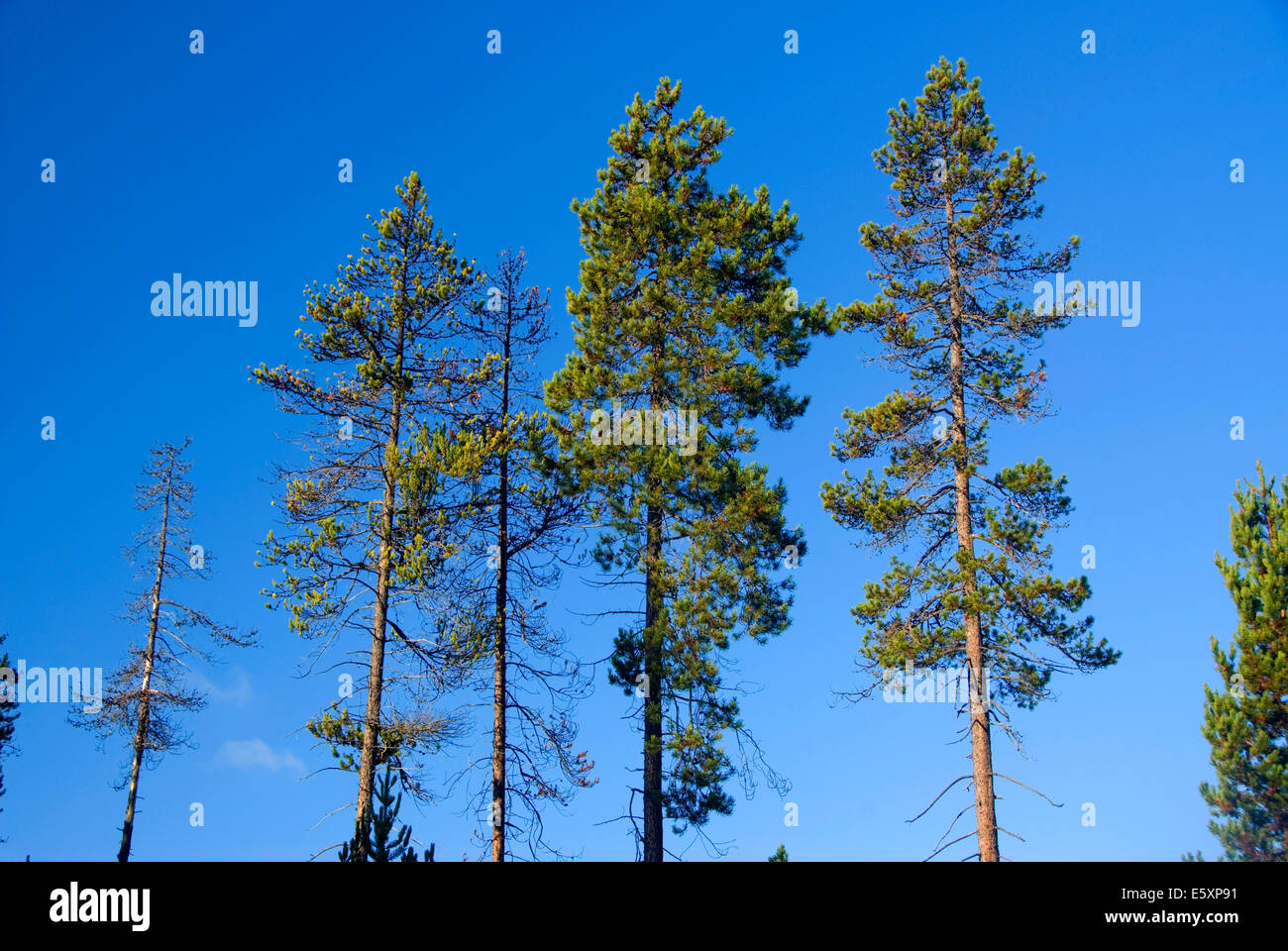 Lodgepole pines (Pinus contorta), Deschutes National Forest, Oregon Stock Photo