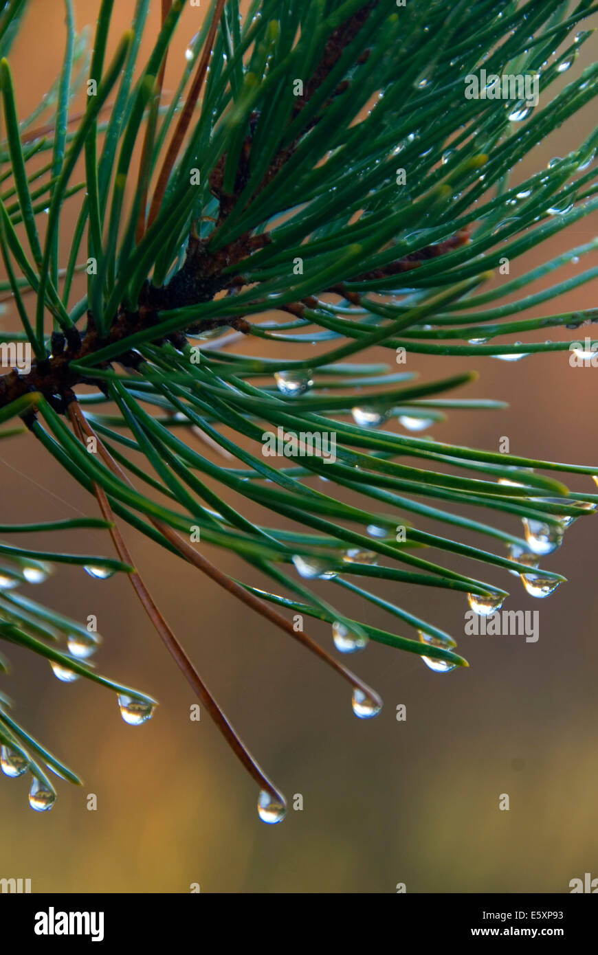 Dew on lodgepole pine (Pinus contorta), Crescent Creek Wild and Scenic River, Deschutes National Forest, Oregon Stock Photo