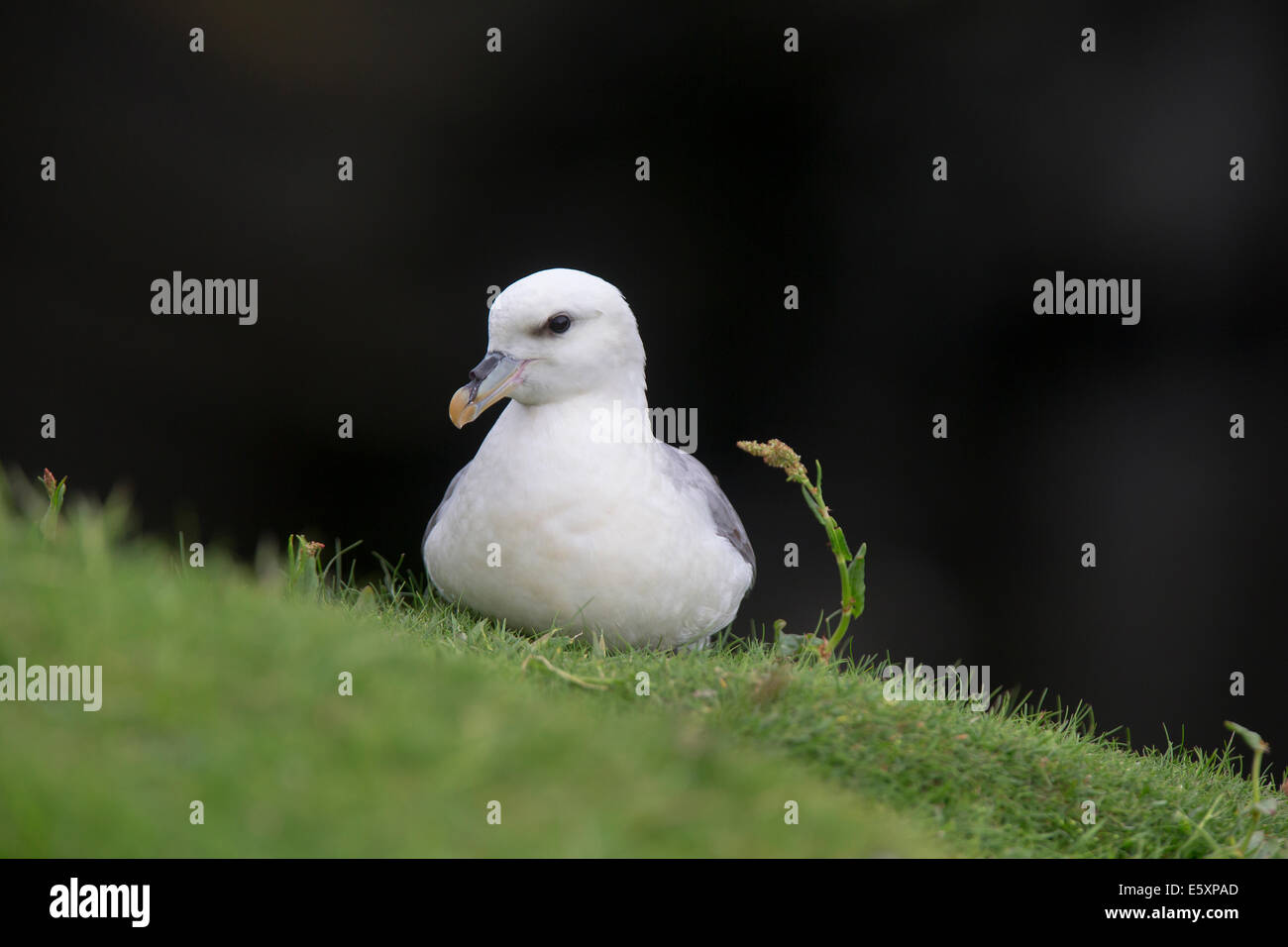 Fulmer, Fulmarus glacialis sitting on cliff edge Stock Photo