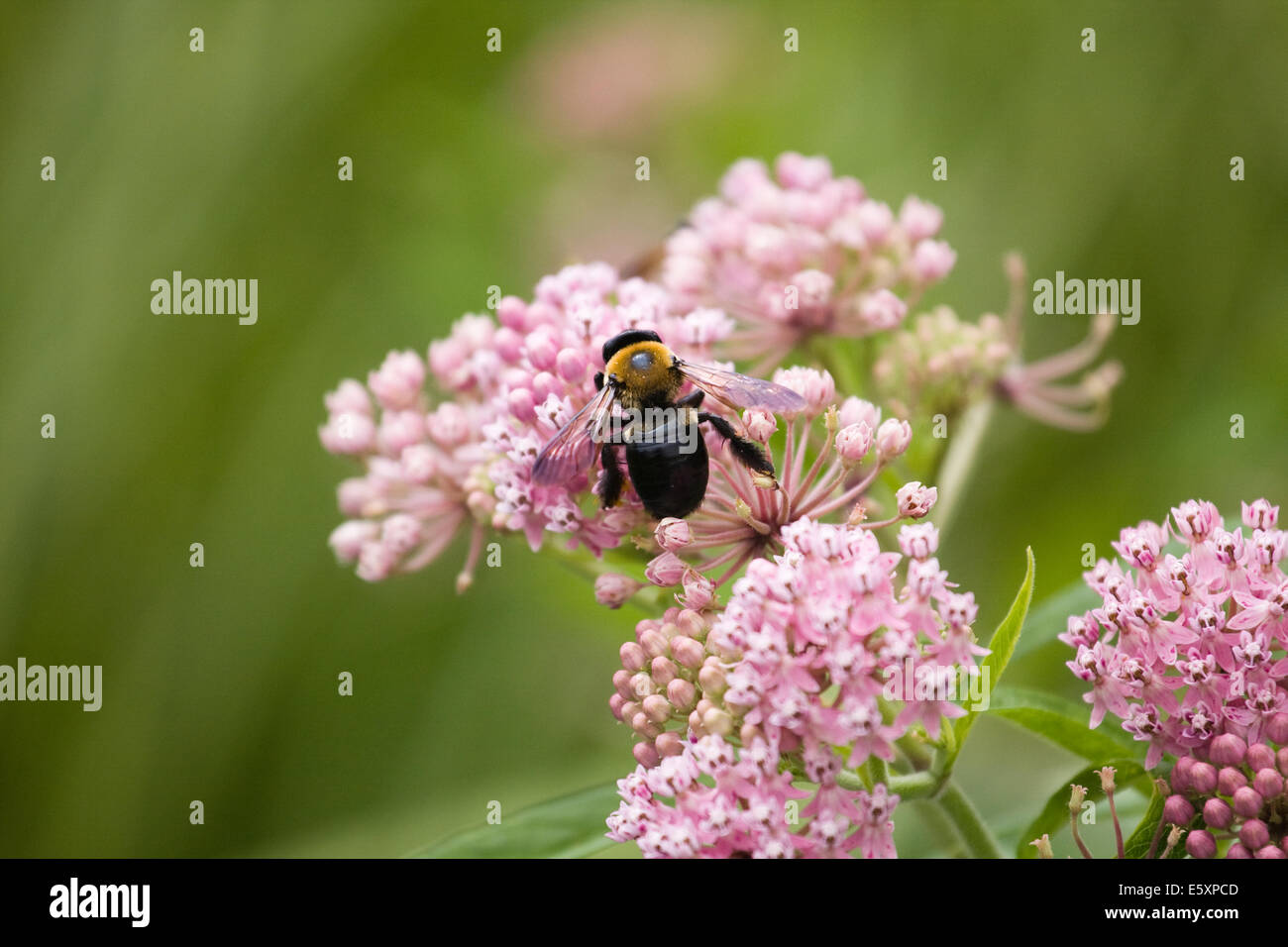 A large Eastern Carpenter Bee gathering nectar from newly opened pink flowers Stock Photo