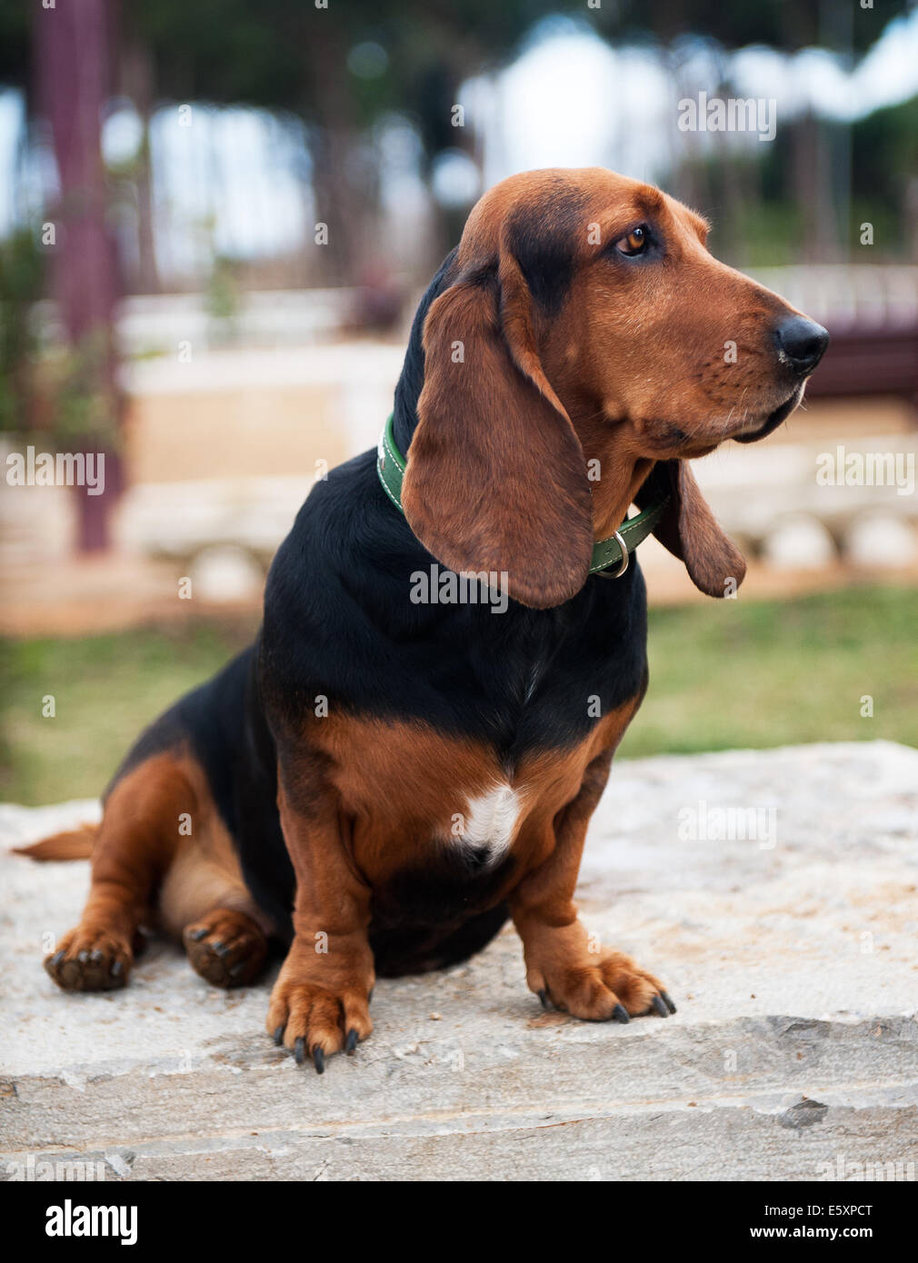 Portrait of a beautiful big brown dog Stock Photo