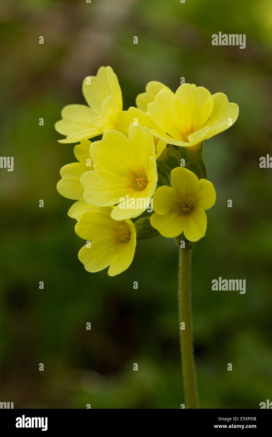 Oxlip (Primula elatior) Stock Photo