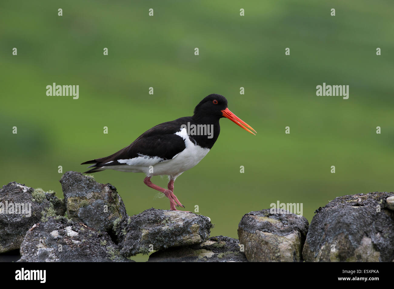 Oystercatcher seabird hires stock photography and images Alamy