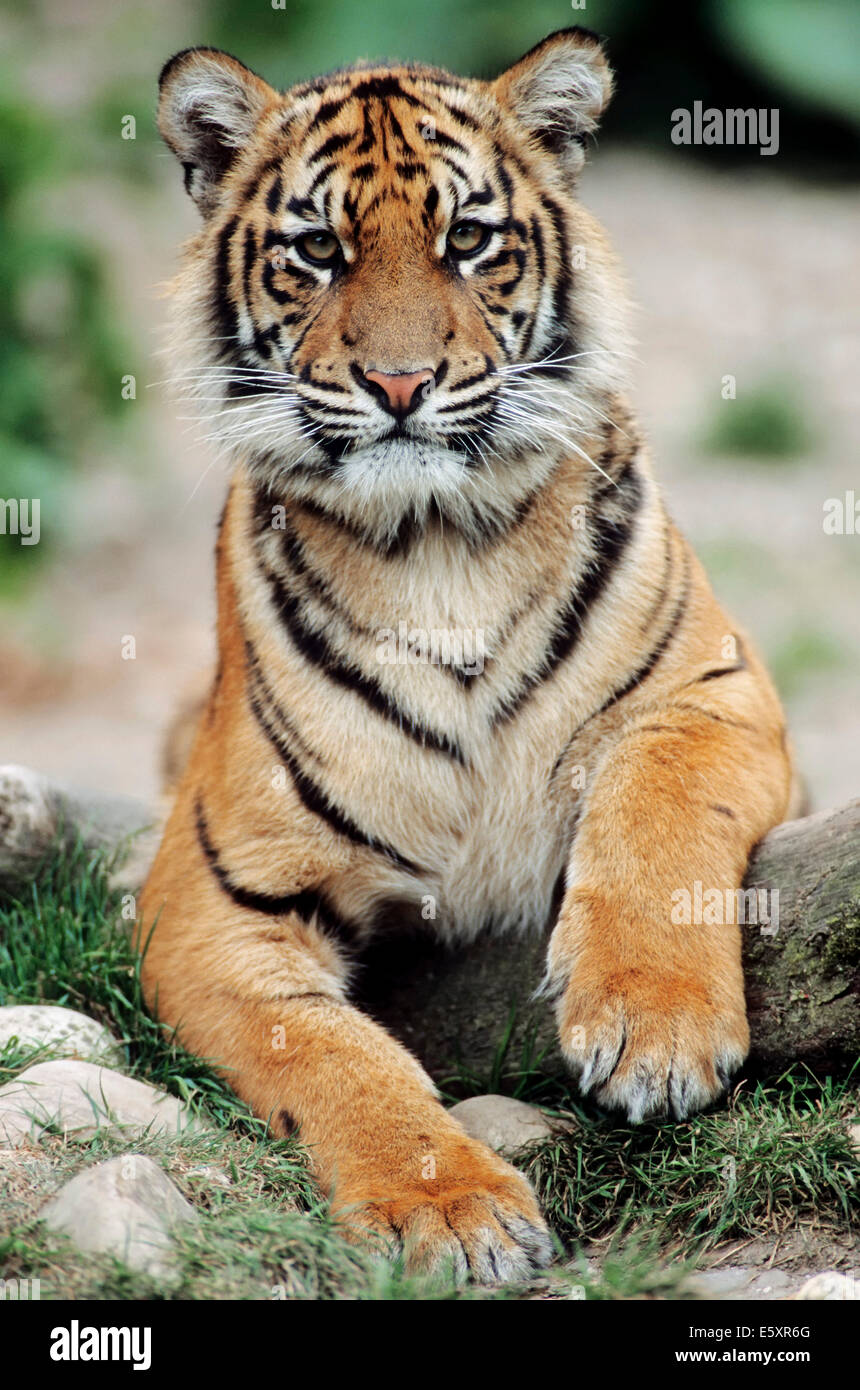 Sumatran Tiger (Panthera tigris sumatrae), young animal, native to Sumatra, captive, Germany Stock Photo