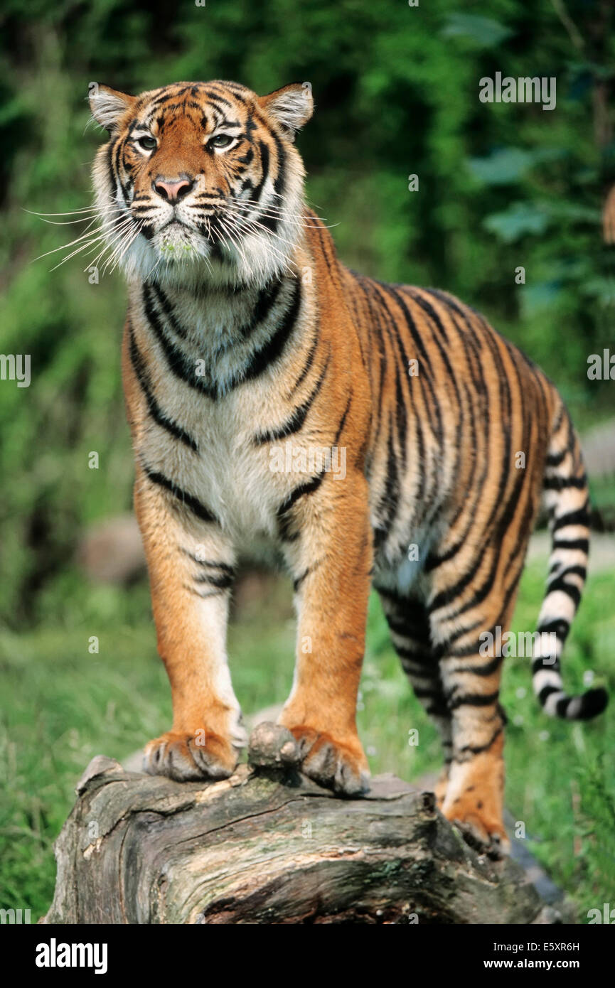 Sumatran Tiger (Panthera tigris sumatrae), native to Sumatra, captive, Germany Stock Photo