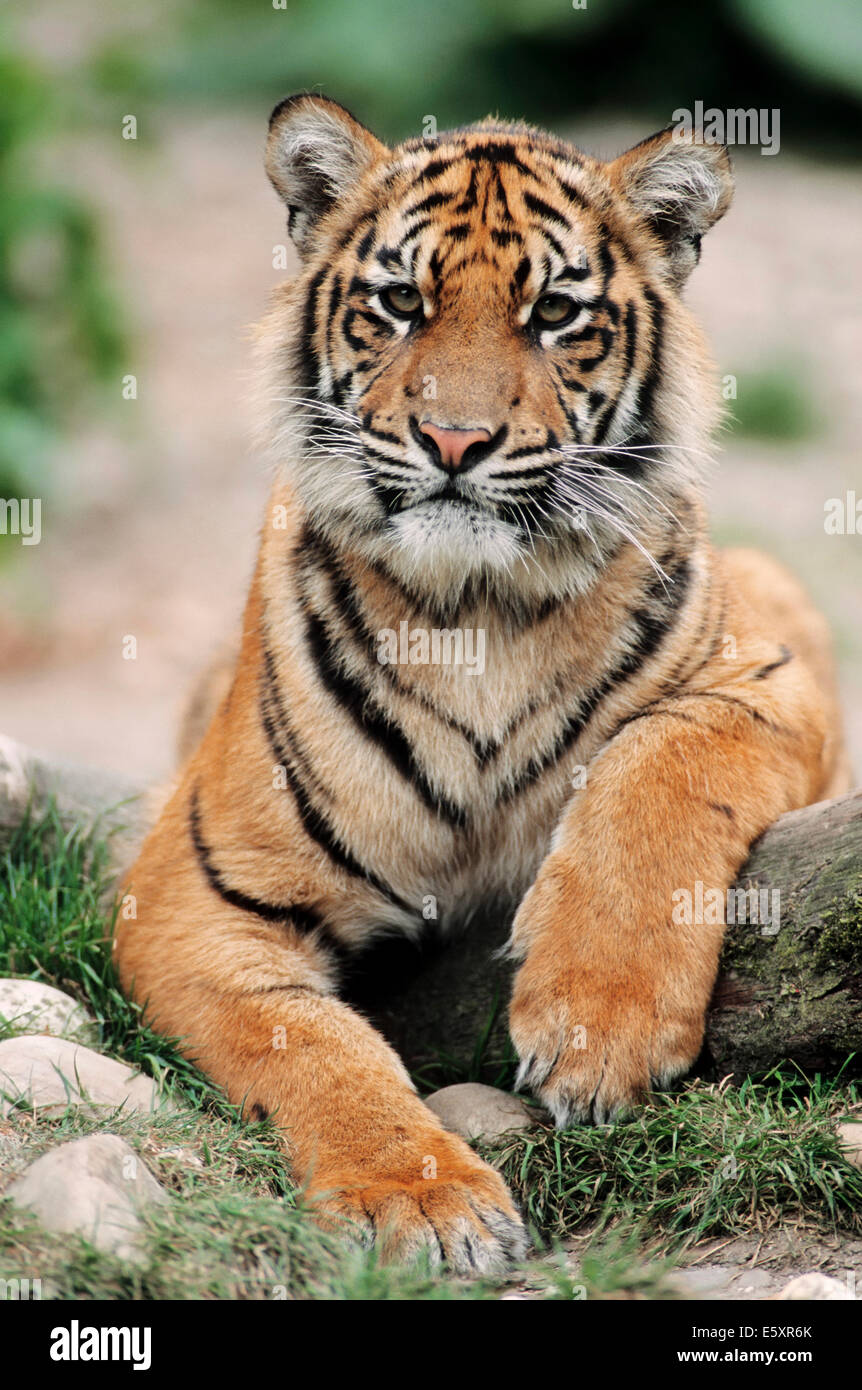 Sumatran Tiger (Panthera tigris sumatrae), young animal, native to Sumatra, captive, Germany Stock Photo
