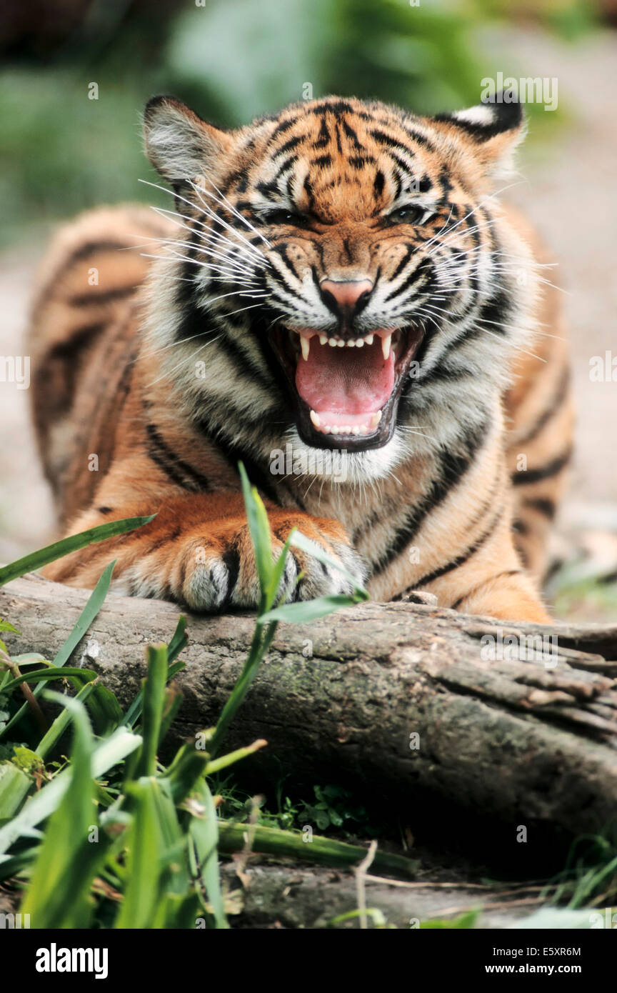 Sumatran Tiger (Panthera tigris sumatrae), young animal, snarling, native to Sumatra, captive, Germany Stock Photo