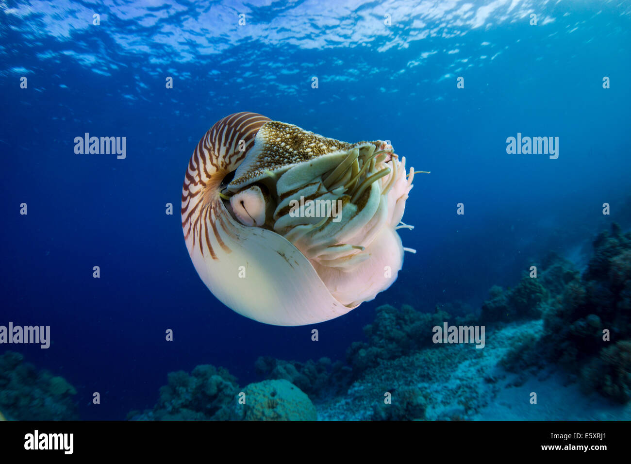 Nautilus (Nautilus belauensis), Palau Stock Photo