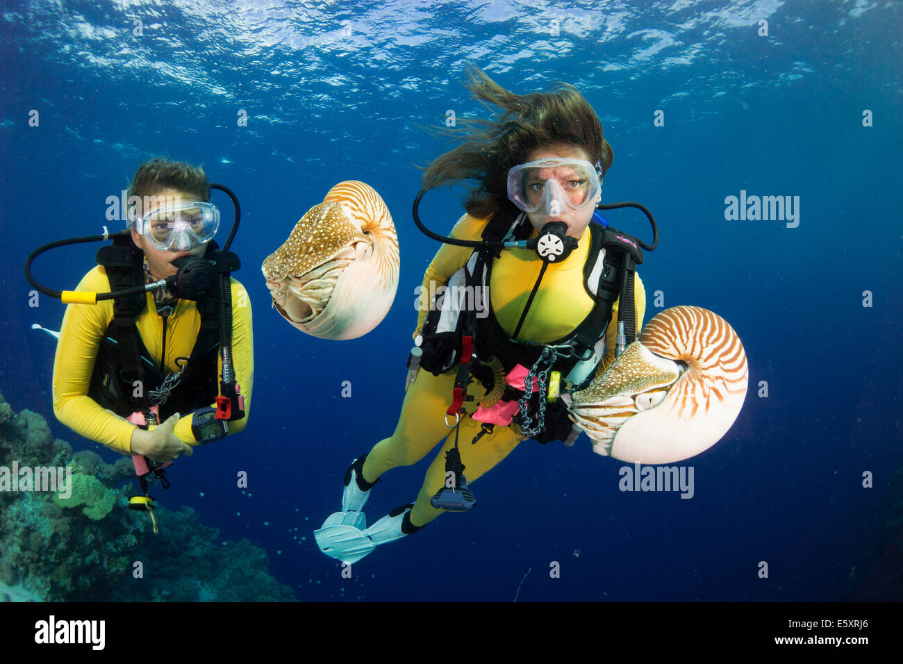 Scuba divers watching Palau Nautiluses (Nautilus belauensis), Palau Stock Photo