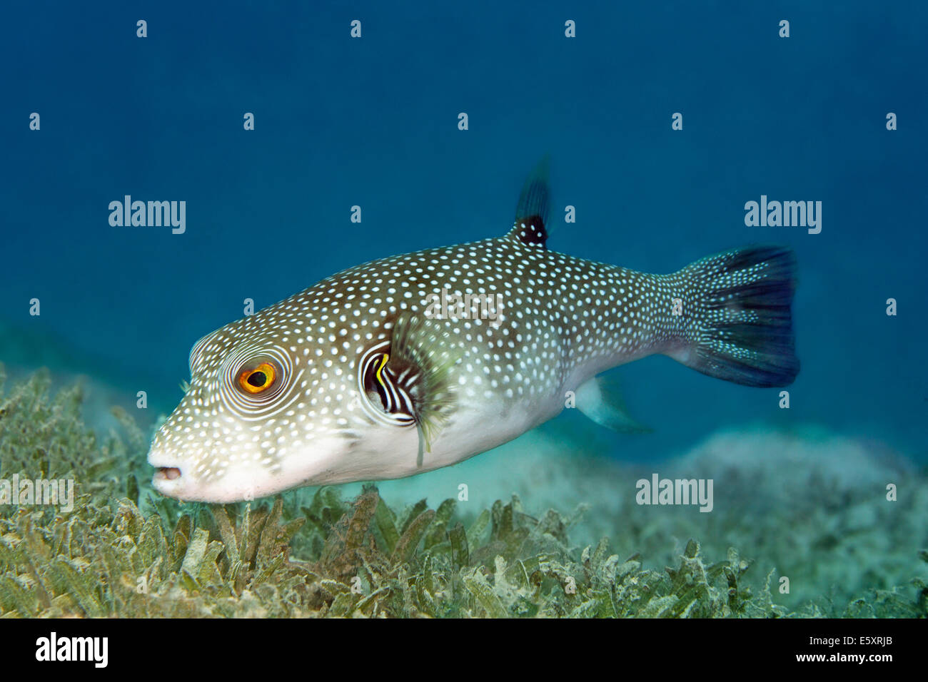 White spotted Puffer Arothron Hispidus On Seagrass Makadi Bay Red 