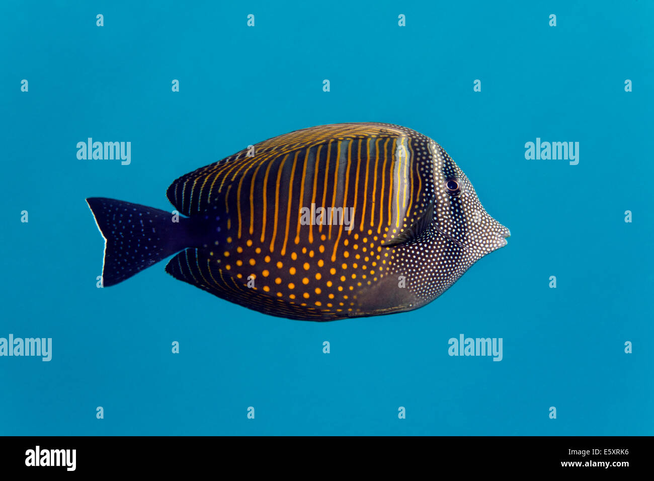 Red Sea sailfin tang (Zebrasoma desjardinii), Makadi Bay, Red Sea, Hurghada, Egypt Stock Photo