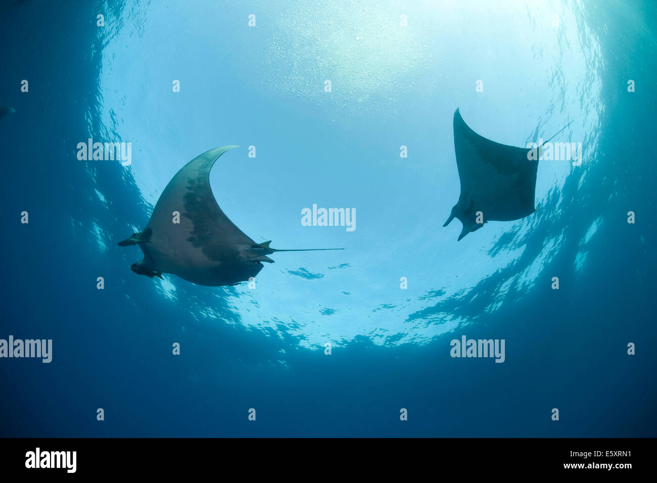 Mobula rays hi-res stock photography and images - Alamy