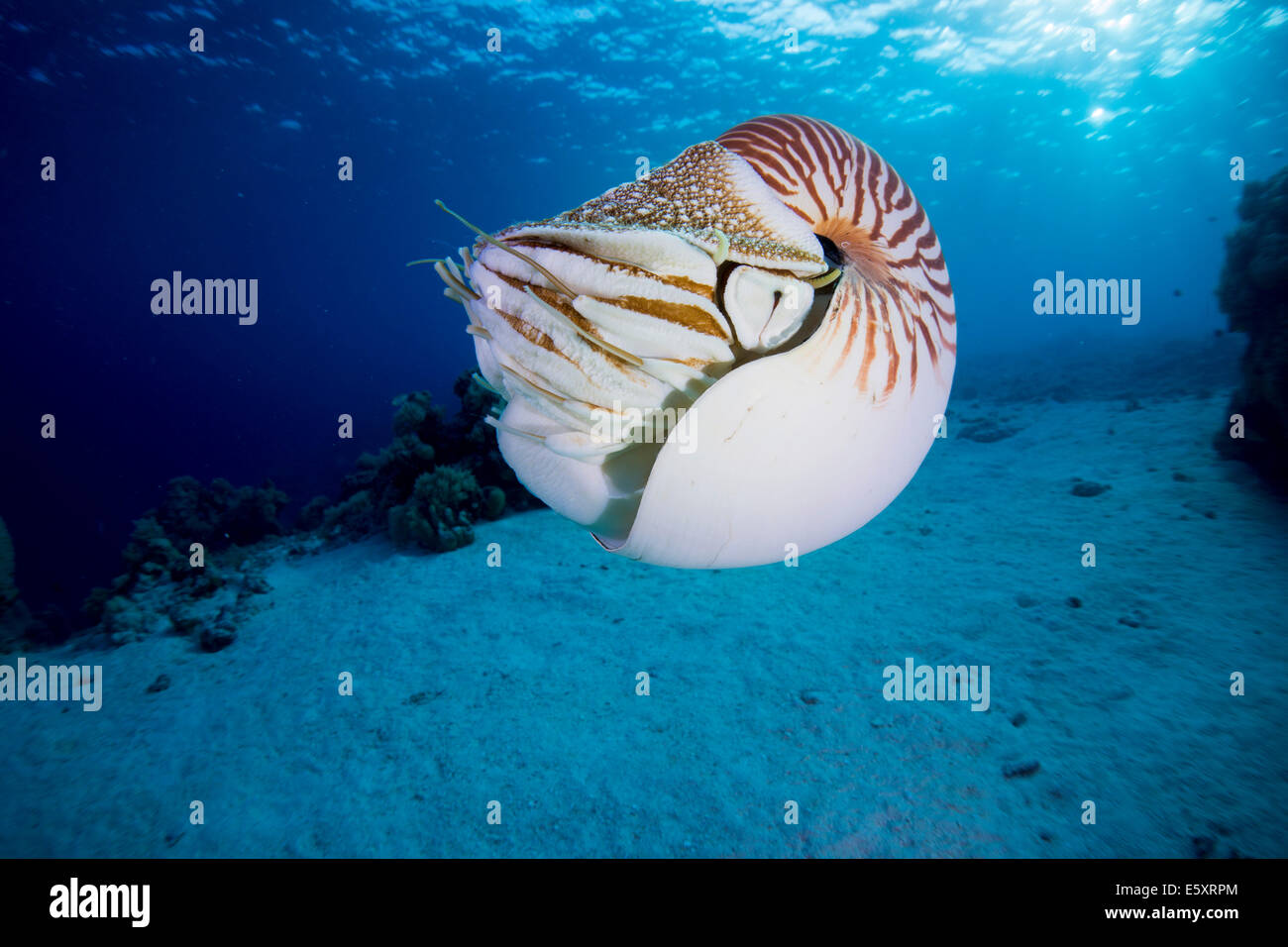 Nautilus (Nautilus belauensis), Palau Stock Photo